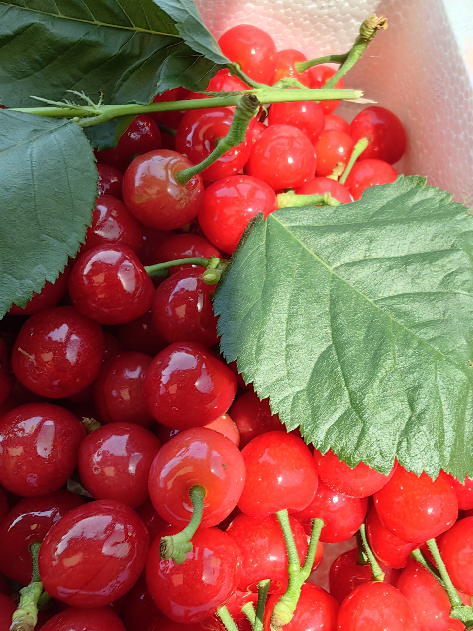 带上今天凌晨刚摘的吹弹可破的安丘小樱桃打道回京