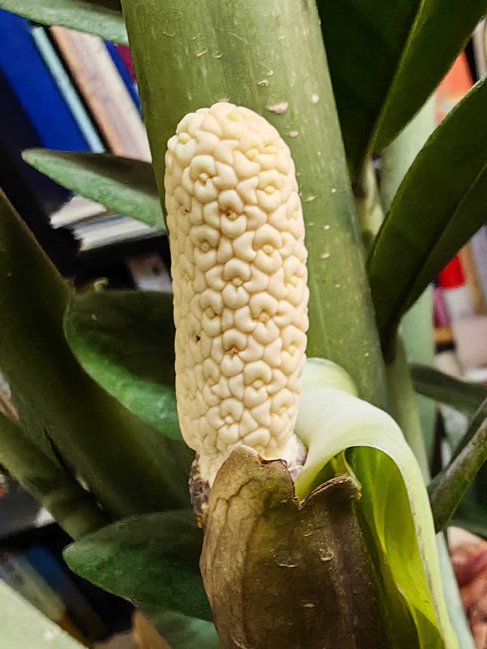 端午节发生了一件大事:我养了十四年的金钱树