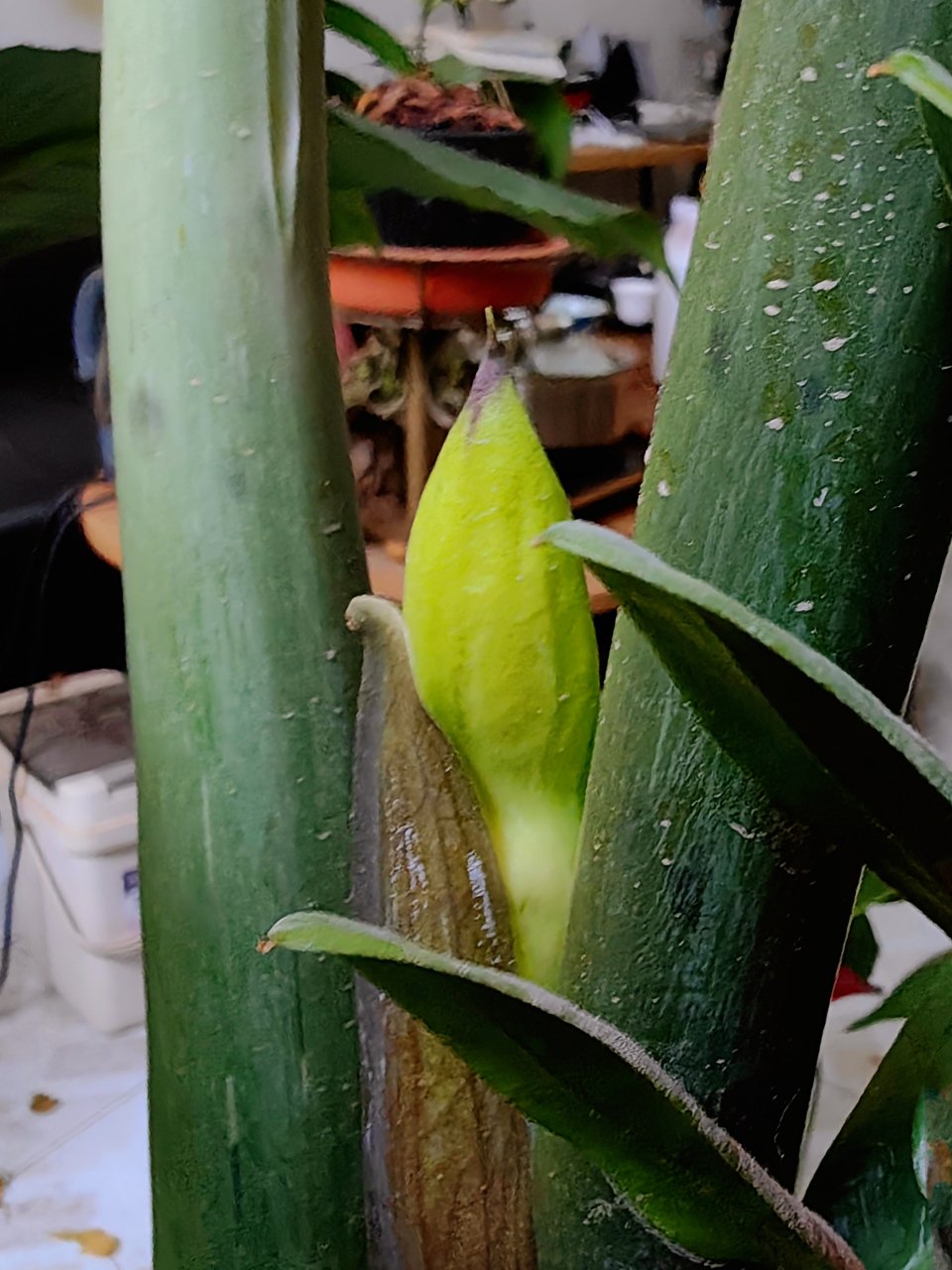 端午节发生了一件大事:我养了十四年的金钱树