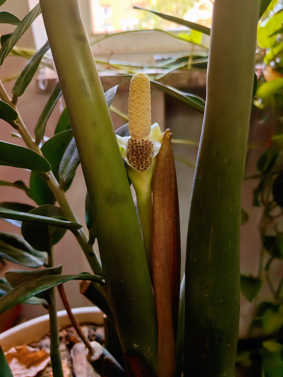 端午节发生了一件大事:我养了十四年的金钱树