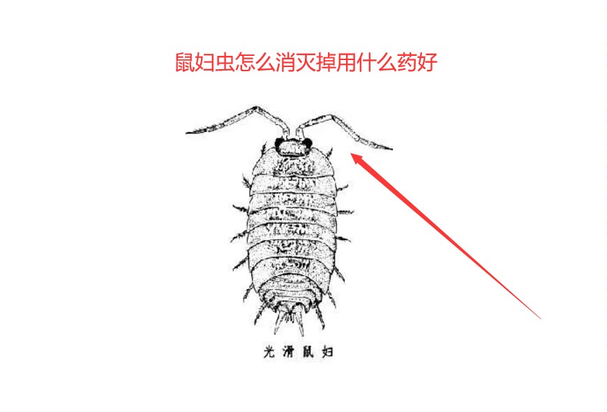 鼠妇虫也叫潮虫,西瓜虫等,鼠妇虫一般生活在室外,但是有时也会出现在