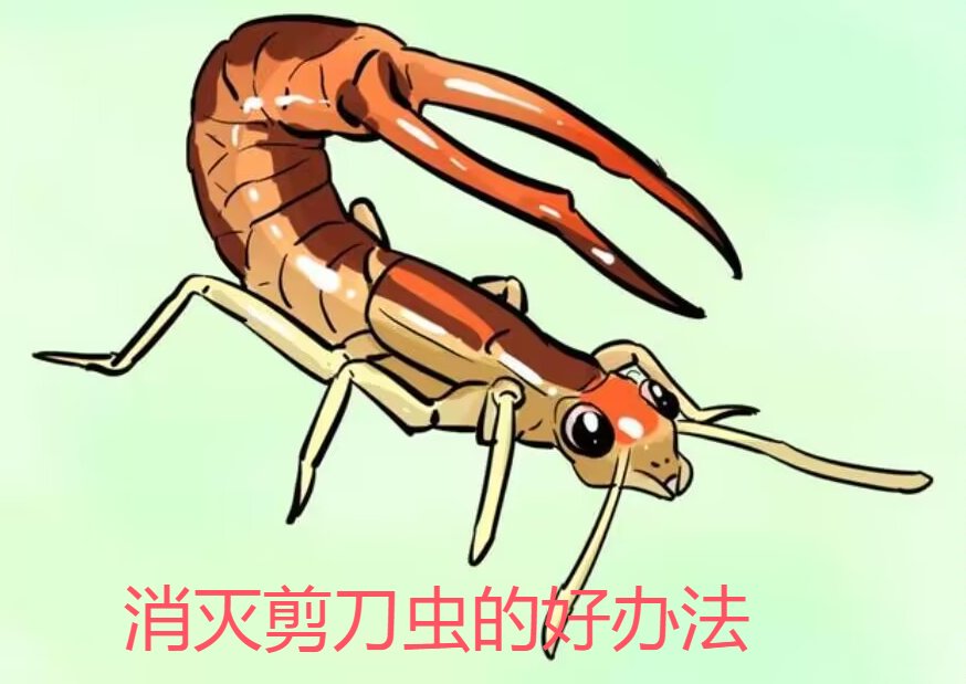 剪刀虫也叫夹板虫,蠼螋,耳夹子虫,也可能是因为它尾部的铗子长得像