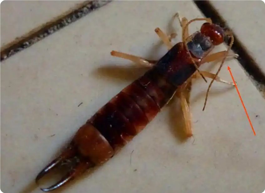 剪刀虫又叫夹板子,夹板虫,蠼螋