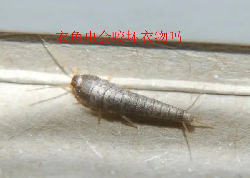 衣柜里生虫子图片