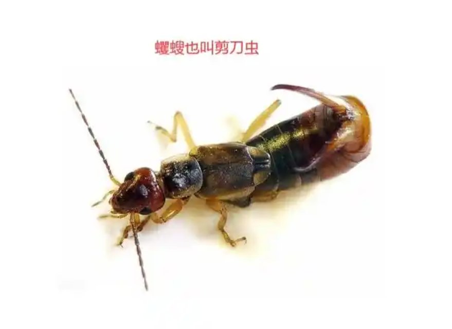 这种虫子出现在家里,虽说没有毒,对人也没有什么伤害,但是毕竟也是一