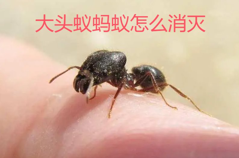 大头蚁蚂蚁一般喜欢沿着缝隙的位置爬,它们也会经常光顾橱柜,特别是
