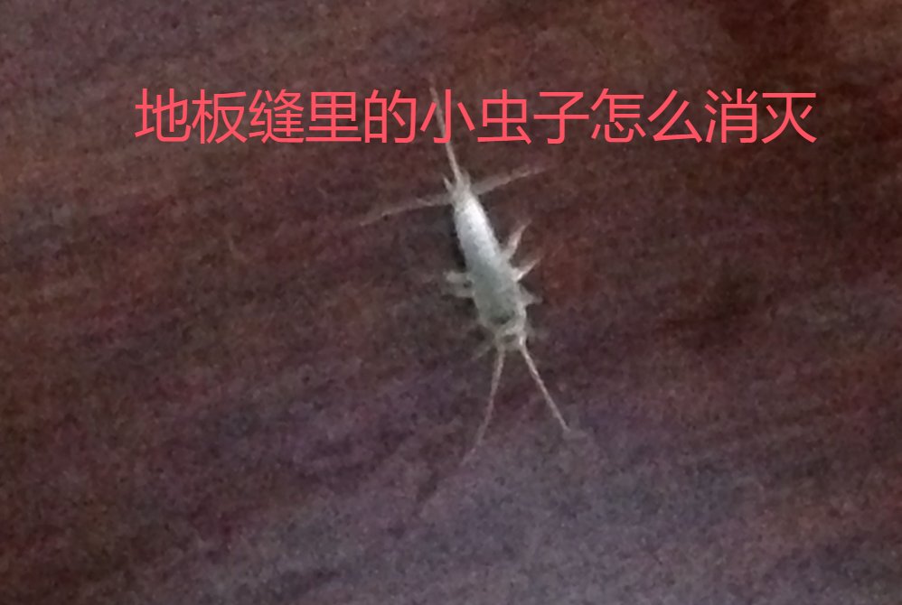 找到这些位置后可以更好地消白色虫子很细小 爬的很快白色虫子家里