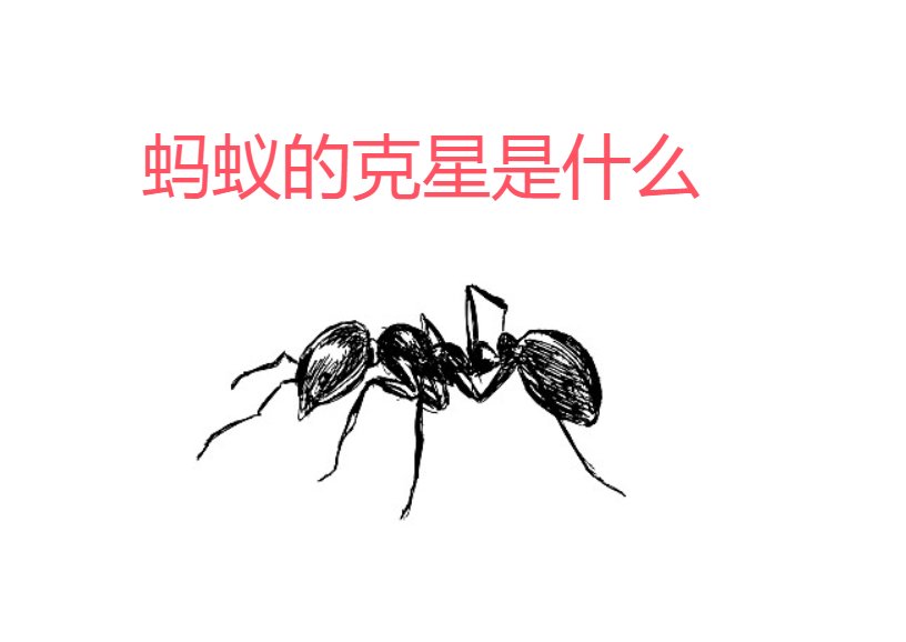 蚂蚁的天敌图片