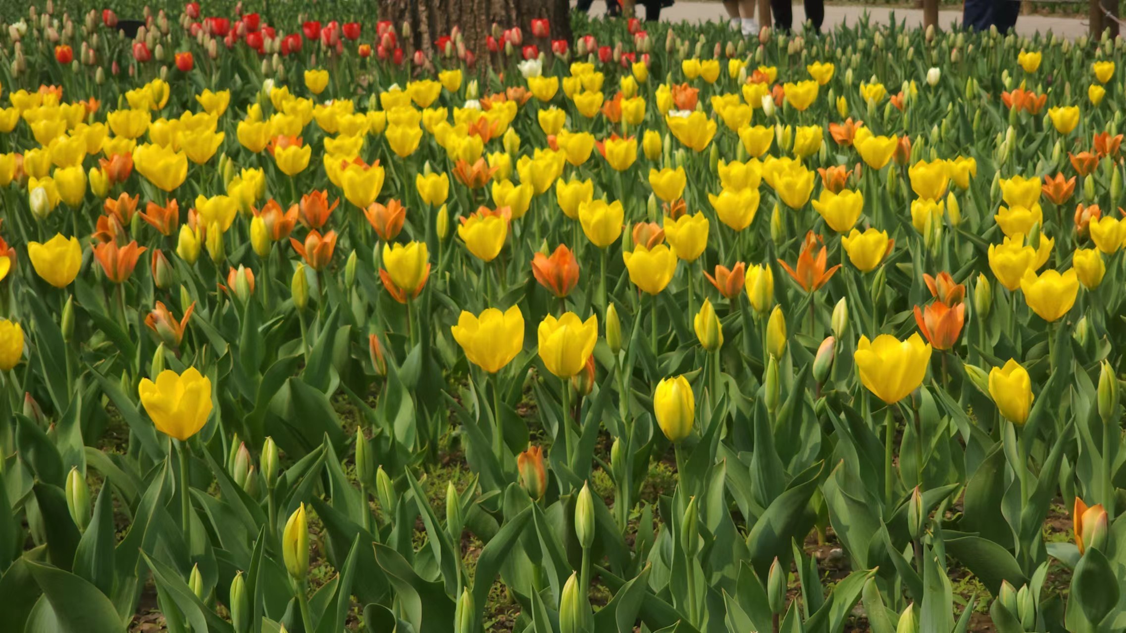 94白色樱花树,淡雅而宁静,犹如春天最美的诗篇.