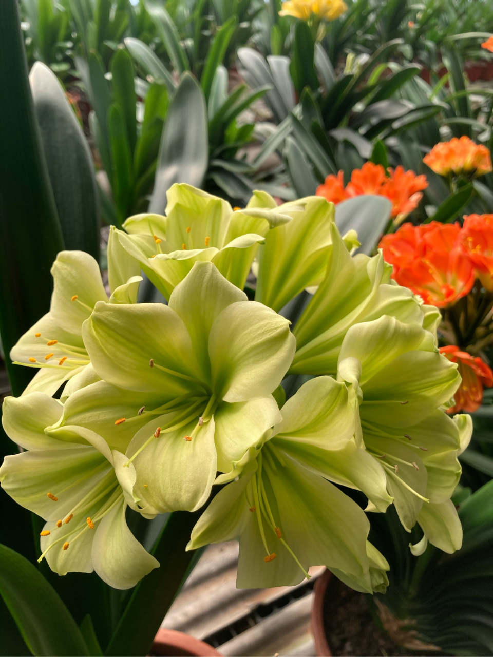 泉城老赵君子兰～平尾绿