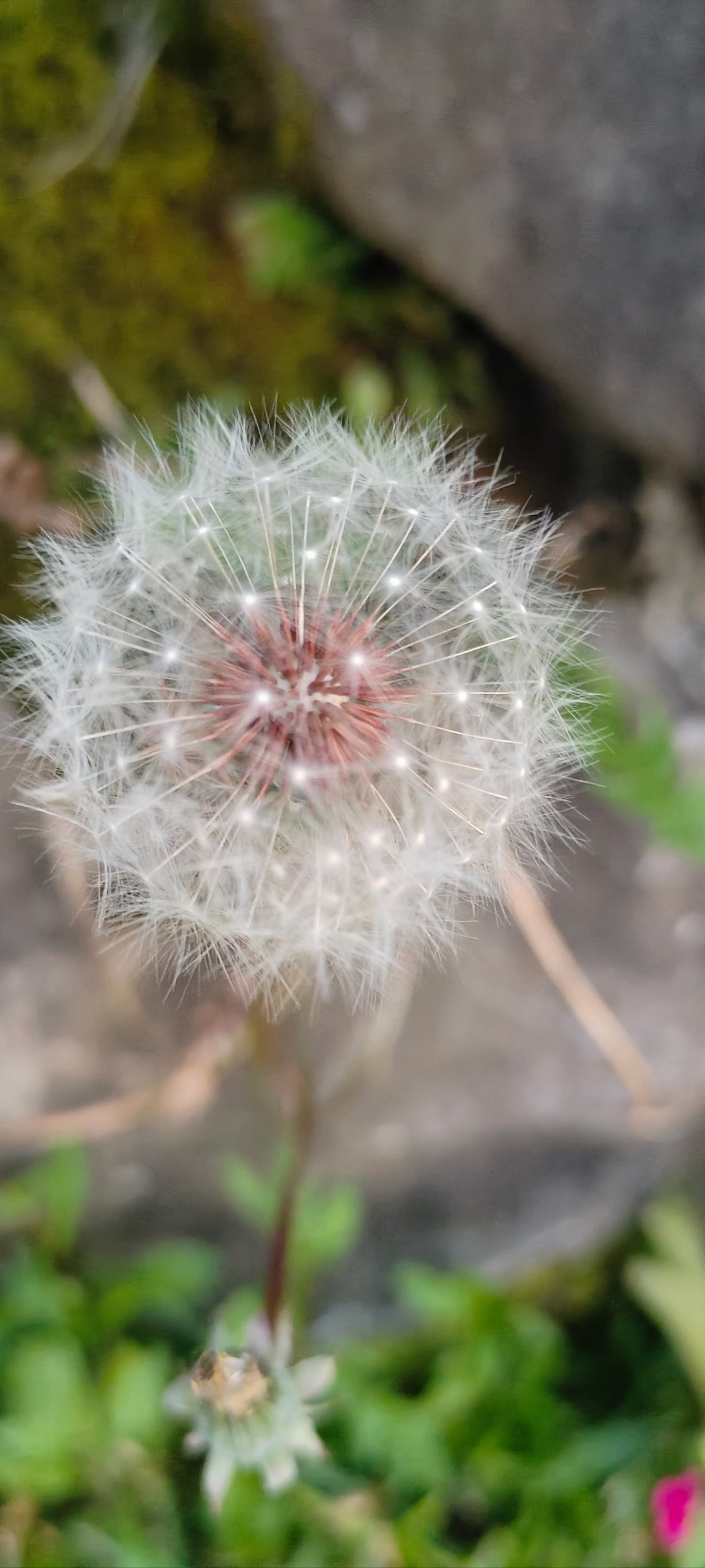 与许久不见的初恋打电话,不小心又是一个小时,难道这就是藕断丝连吗?