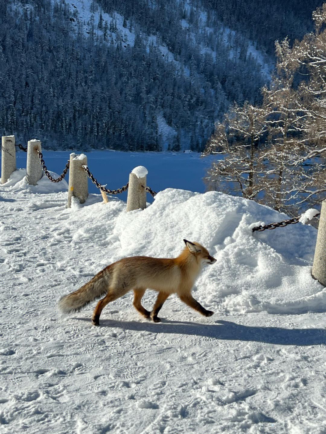 雪中赤狐图片