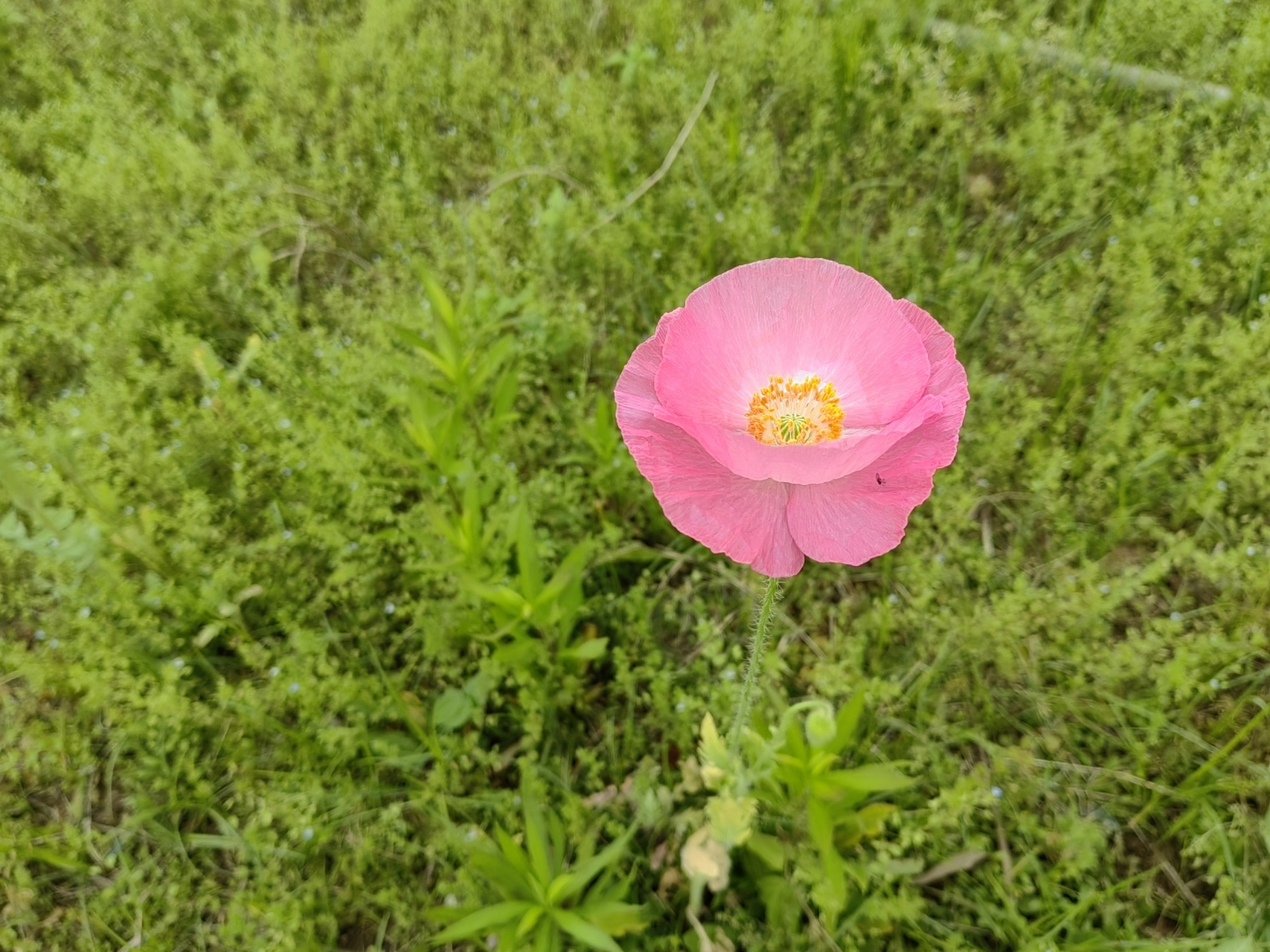 一年赏花时#虞美人真仙,粉色的,薄如蝉翼的花瓣似乎想飞.