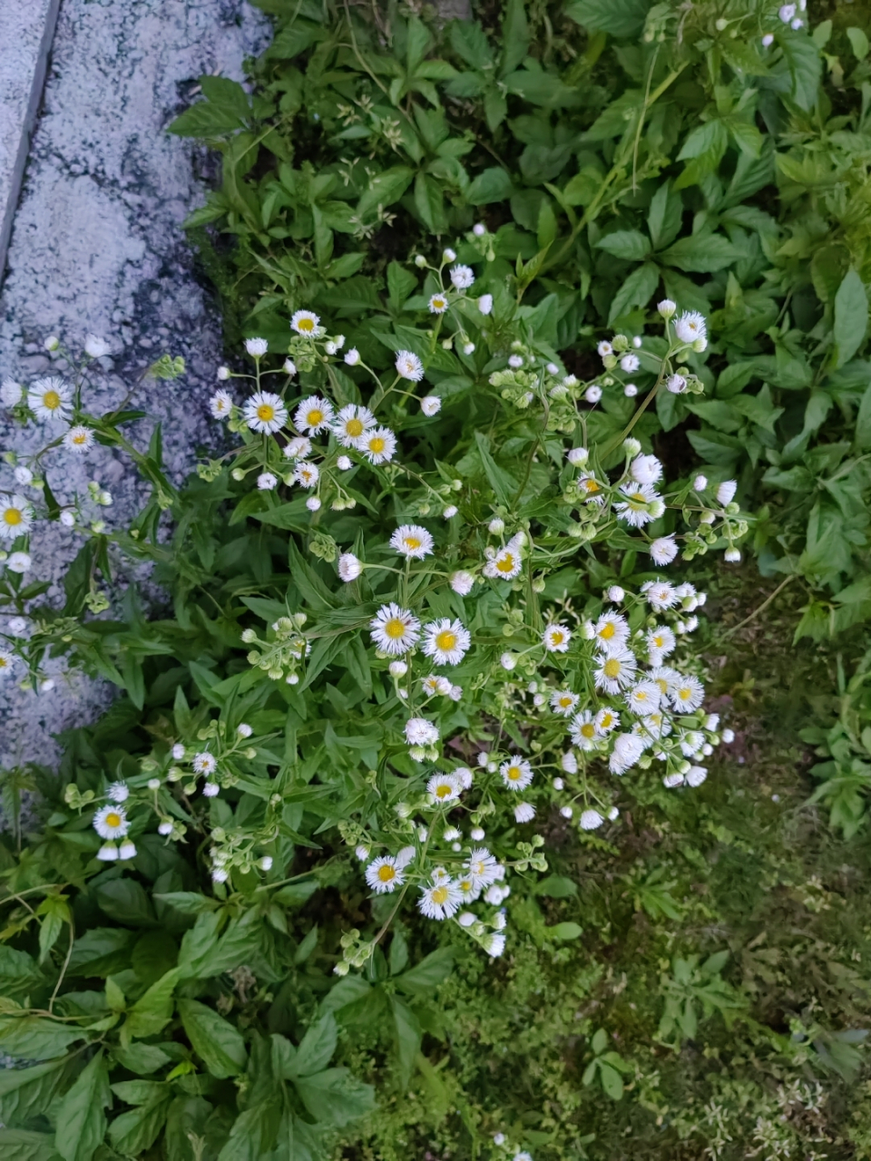 路边长得像小雏菊的花图片