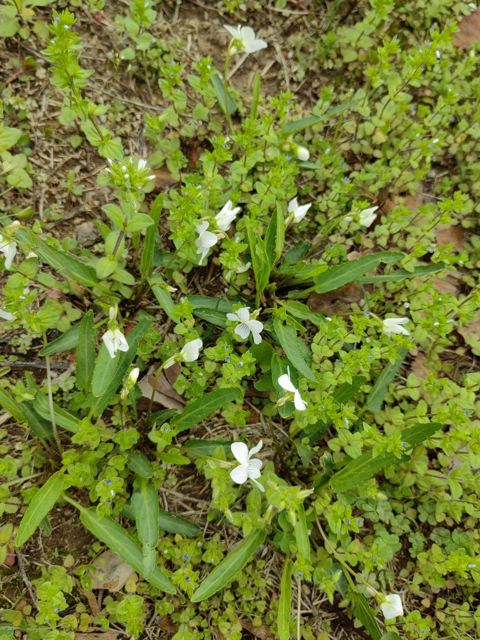 白花地丁花期图片