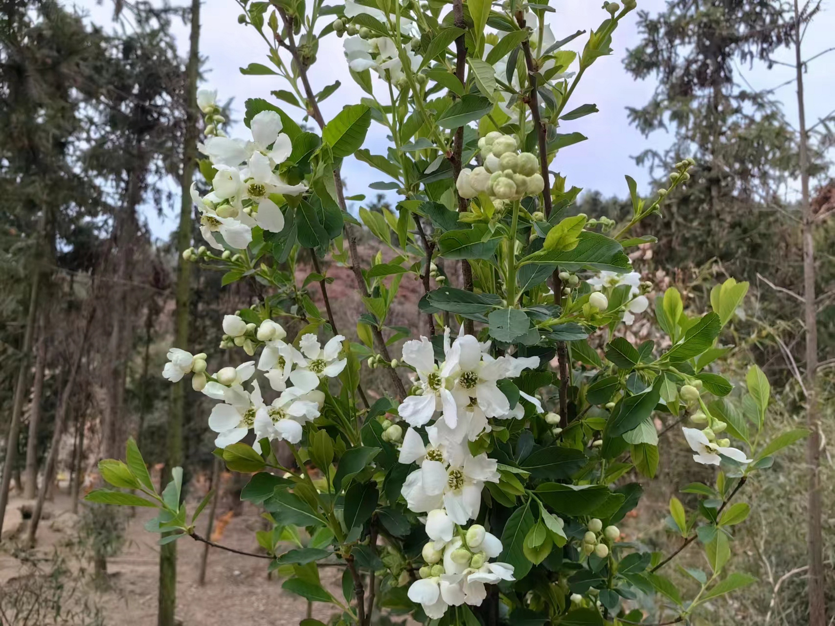 山上野生的白色的花图片