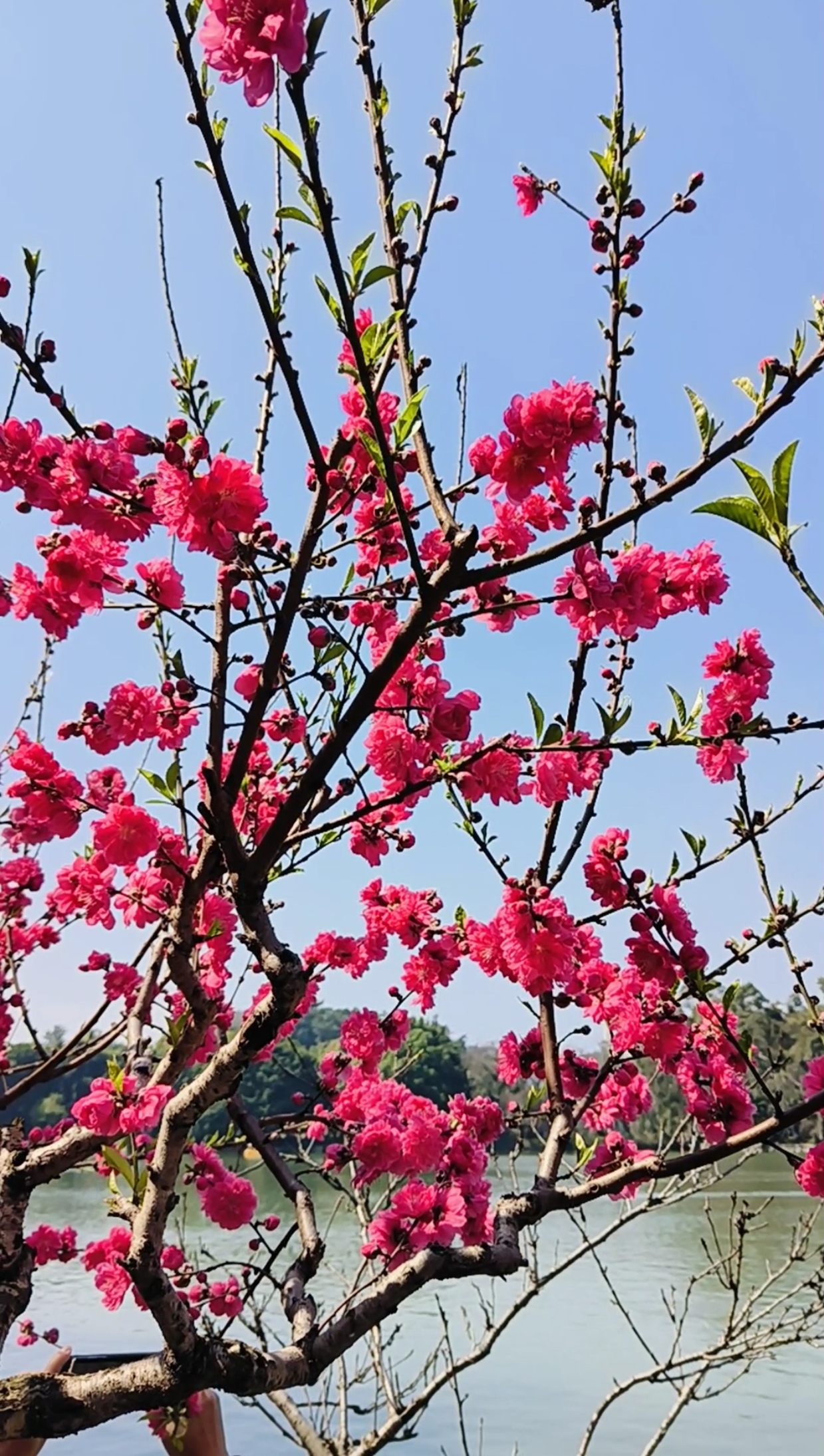 桃花树下壁纸图片