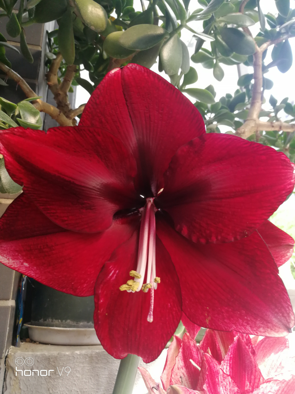 朱顶红达芙妮开花了