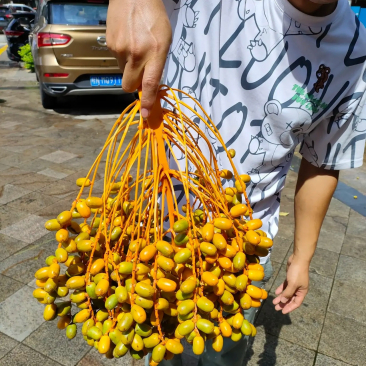 王棕的果子图片