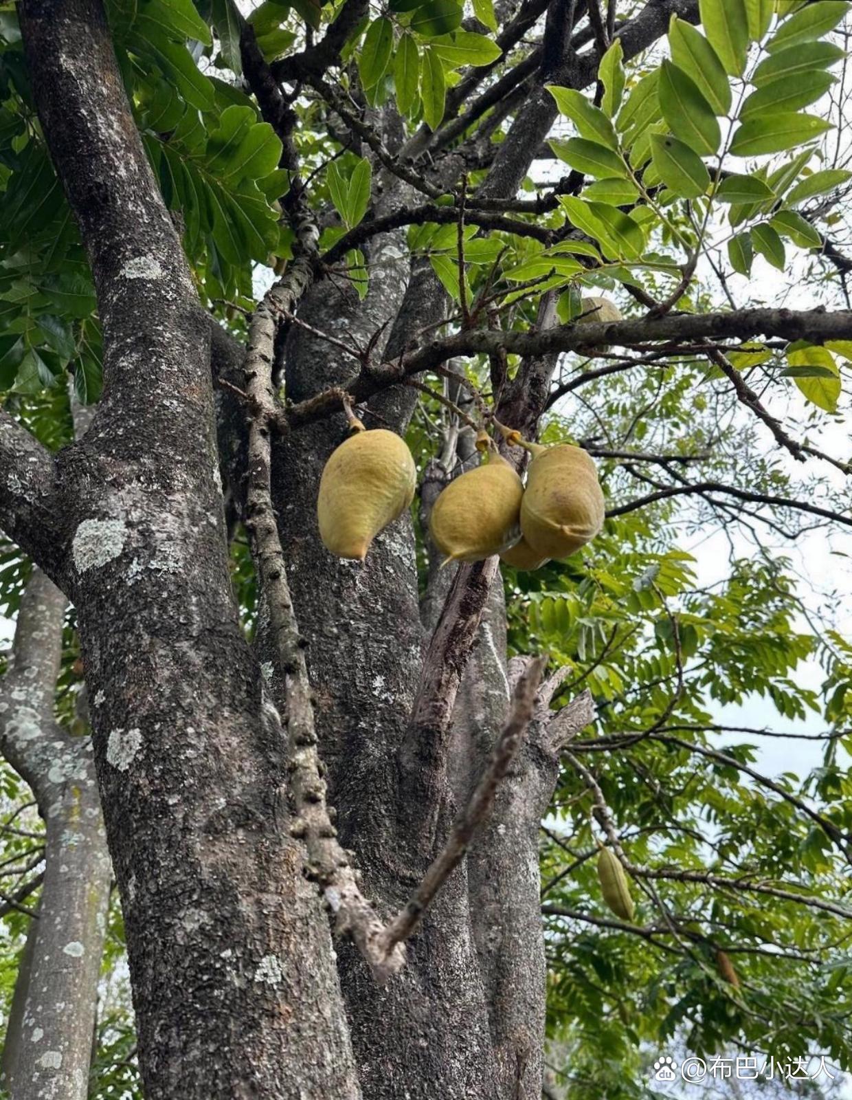 生长在大山里的树木还结出了几个果实,外观有点像芒果,果仁又像栗子