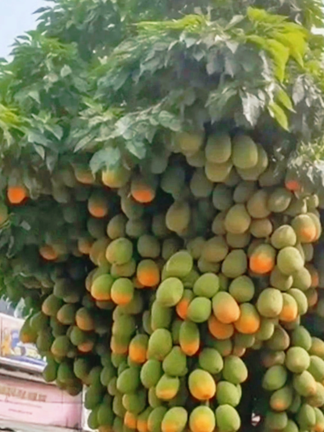 广东老友给我来发来他的果园图片,展示今年芒果的大丰收.