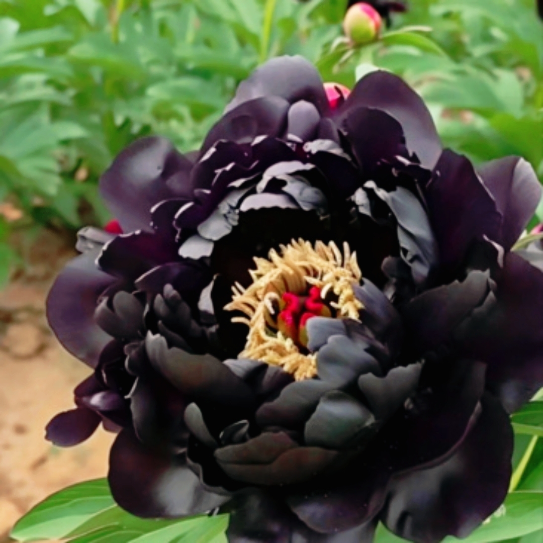 我也是第一次见到,这黑牡丹也太神奇好看了,能见到的地方太少了,各位