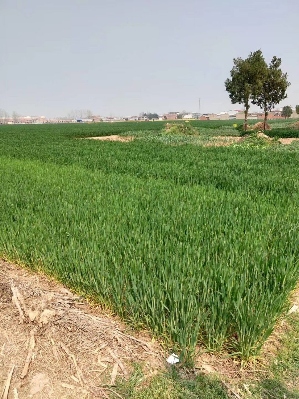 平洋龙,一块出正厅级干部的地