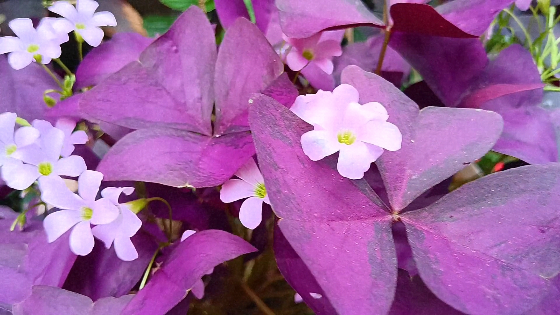 劳动节不劳动# 92919495  这是一片生机盎然的三叶草乐园!