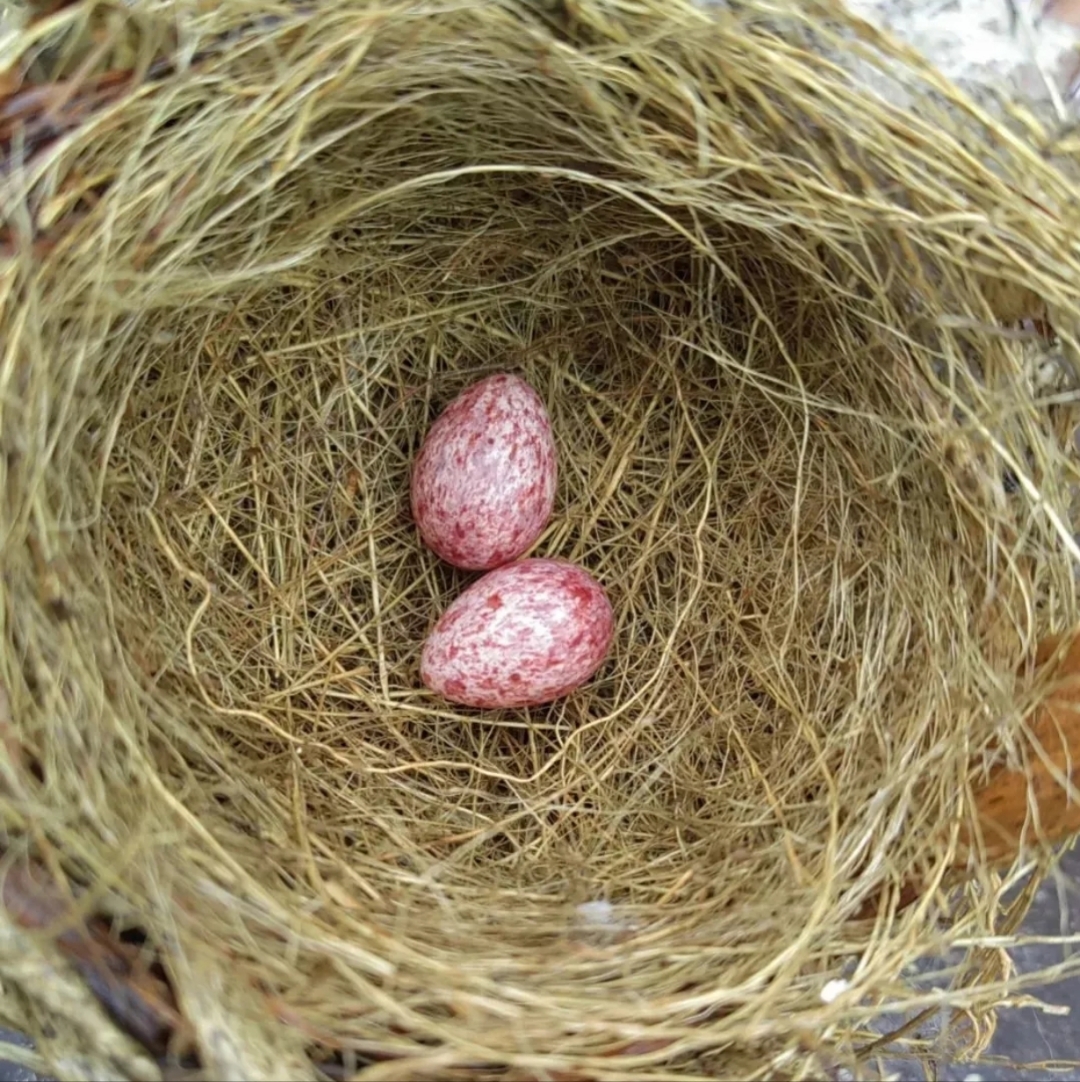 傍晚在草丛里面发现的,这是什么蛋啊?我真是大开眼界了,斑鸠吗?