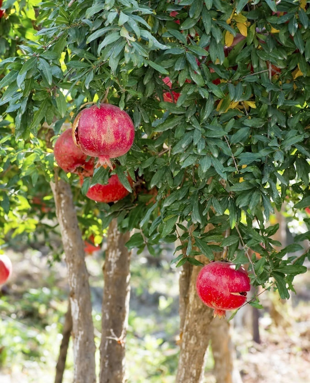 《六十甲子喜忌歌》   (辛酉石榴木)  辛酉柔韧纯真金, 石榴木饰珍贵