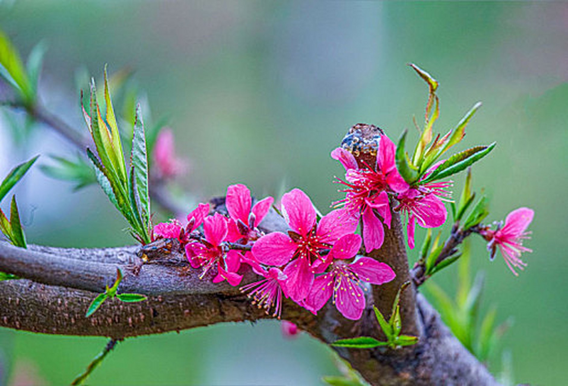 《桃花歌舞升平》  四方卦局:  木局:亥卯未 火局:寅午戌 金局:巳酉丑