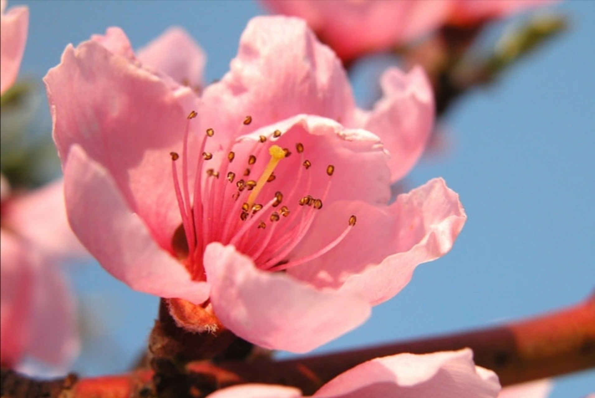 《桃花歌舞升平》  四方卦局:  木局:亥卯未 火局:寅午戌 金局:巳酉丑