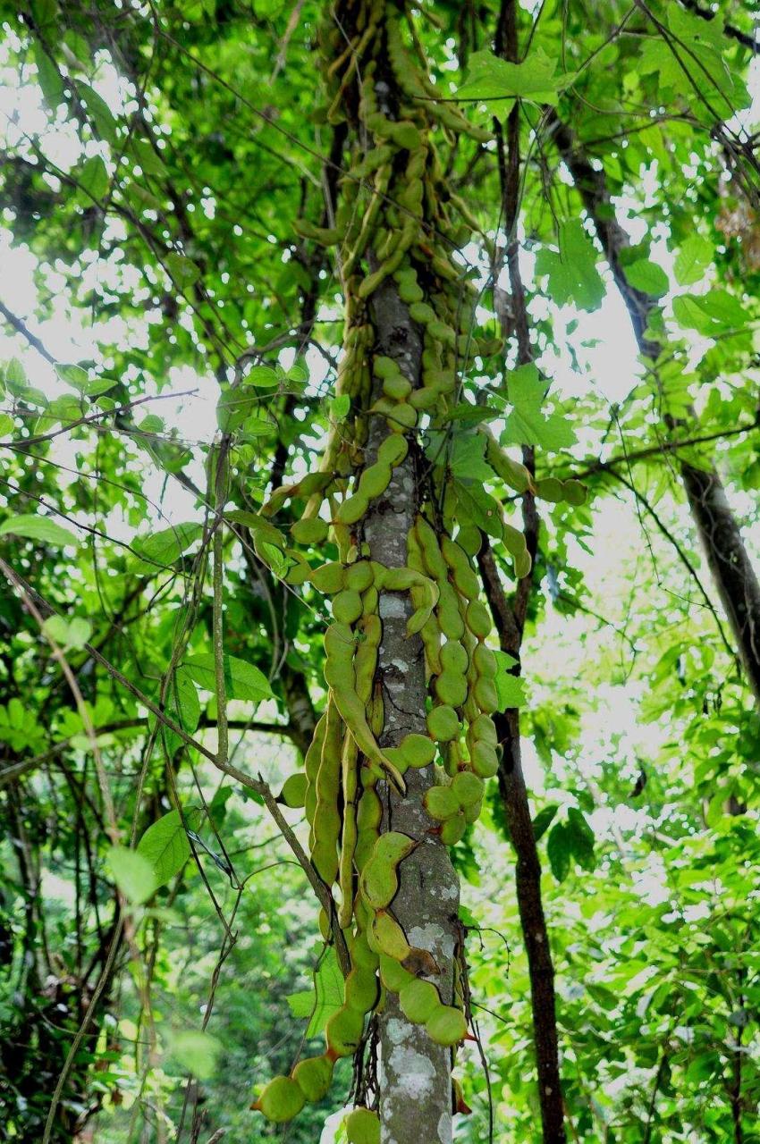 《甲木乙木子月时》  甲木生子月(1) 评语: 攀桂苑枝.功名显达.