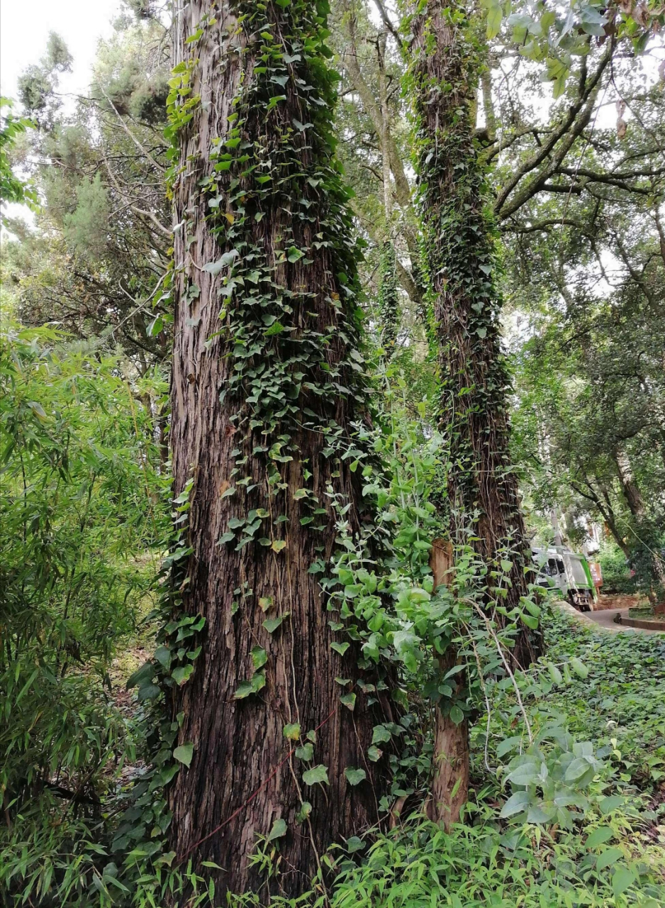 《三牵三绊道分明》  男阳女阴三牵并三绊, 女阳男阴三绊并三牵.