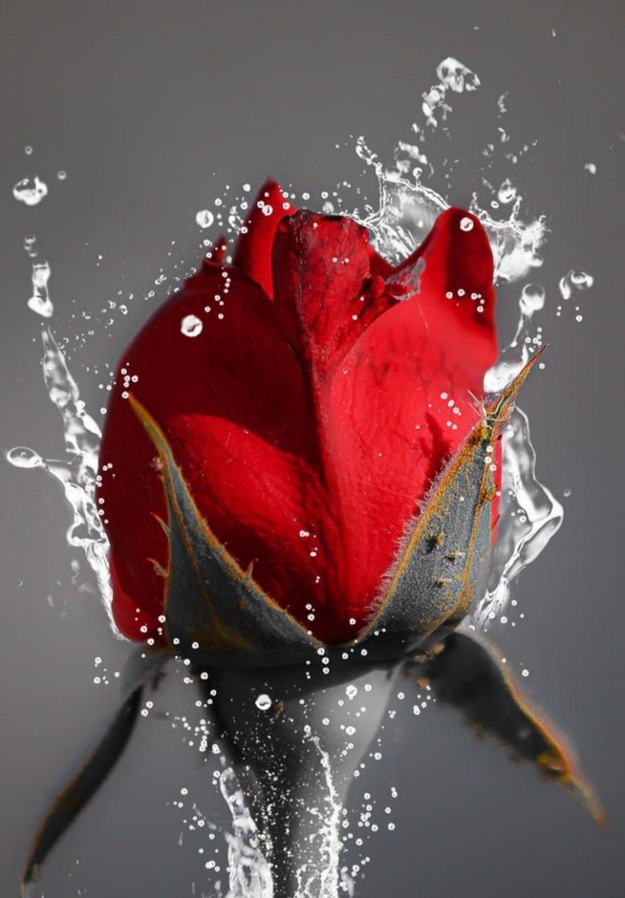 《东方甲乙木概述》  甲为阳木为东方.色为青.又大林木参天之木.