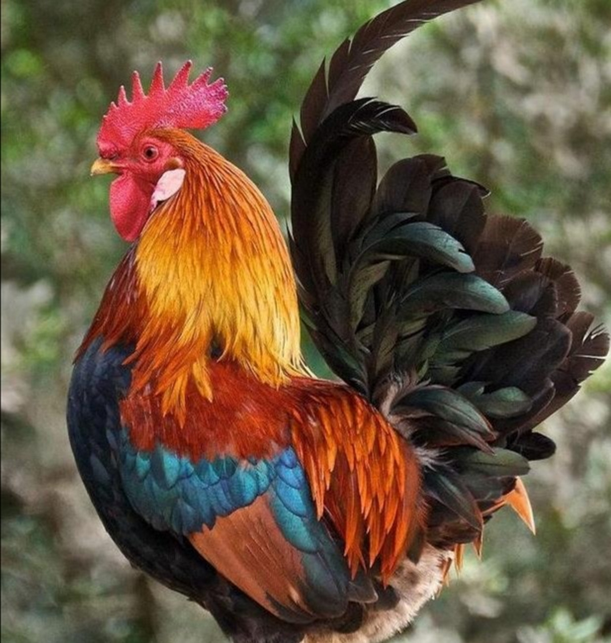 酉鸡神奕星光照. 五彩缤纷世事全.  乙酉天元杀中坐.