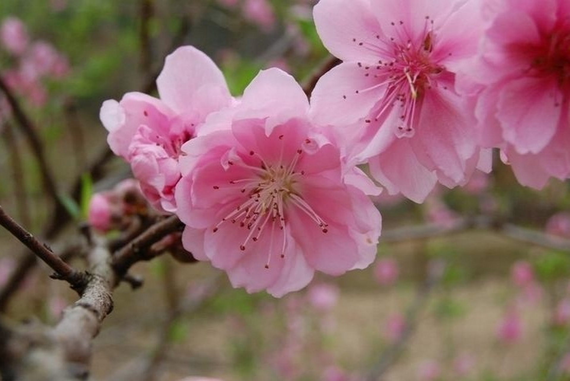 《桃花歌舞升平》  四方卦局:  木局:亥卯未 火局:寅午戌 金局:巳酉丑