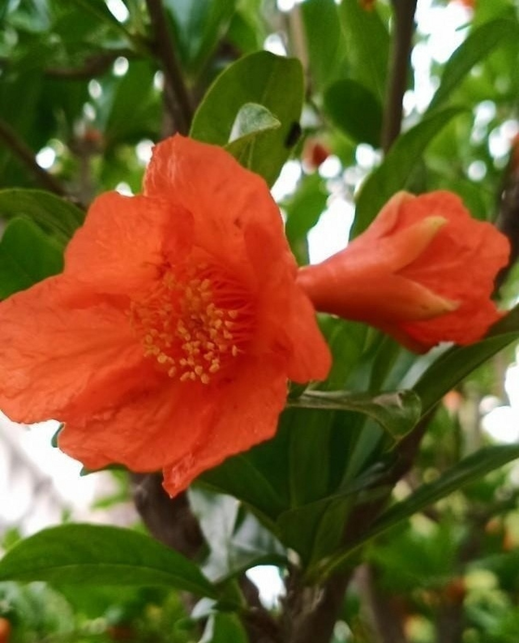 《六十甲子喜忌歌》   (辛酉石榴木)  辛酉柔韧纯真金, 石榴木饰珍贵