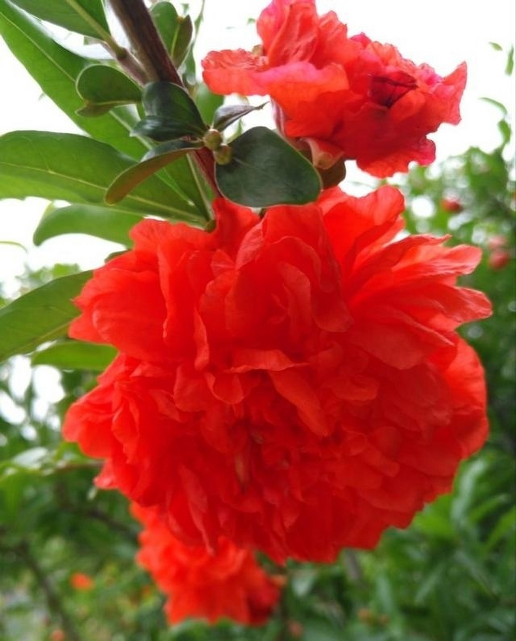 《六十甲子喜忌歌》   (辛酉石榴木)  辛酉柔韧纯真金, 石榴木饰珍贵