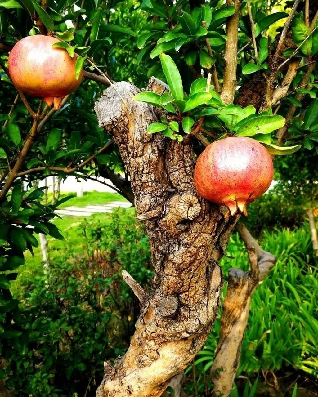 《六十甲子喜忌歌》   (辛酉石榴木)  辛酉柔韧纯真金, 石榴木饰珍贵