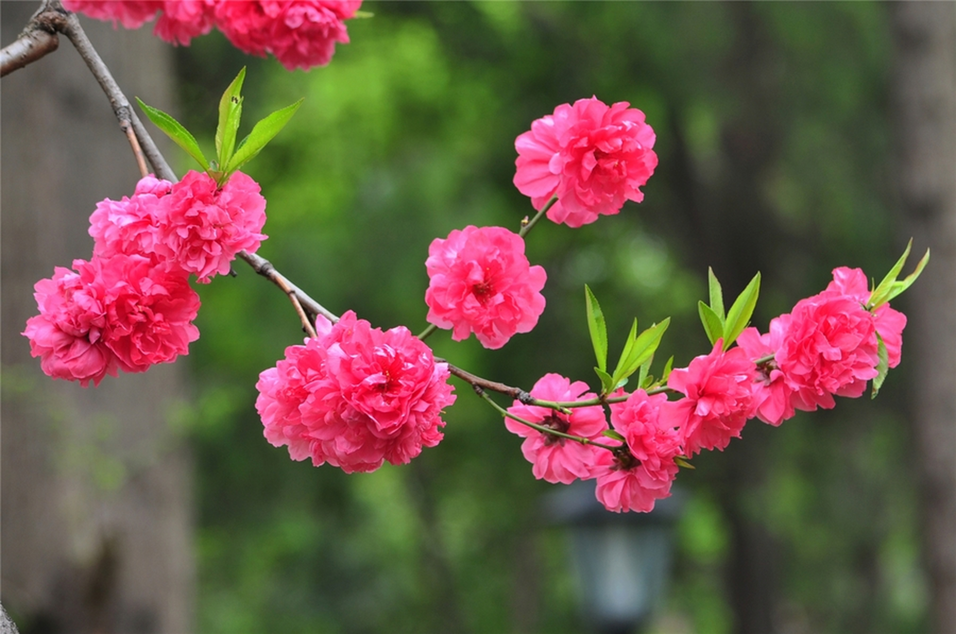 《桃花歌舞升平》  四方卦局:  木局:亥卯未 火局:寅午戌 金局:巳酉丑