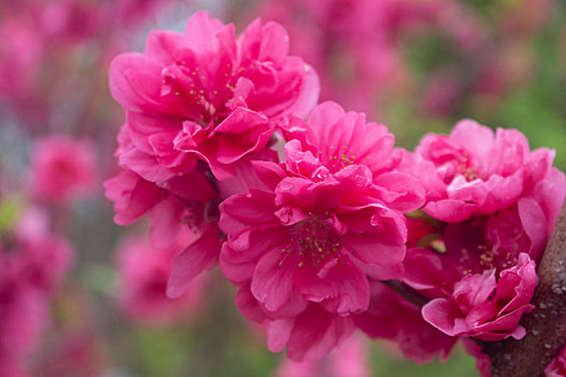 《桃花歌舞升平》  四方卦局:  木局:亥卯未 火局:寅午戌 金局:巳酉丑