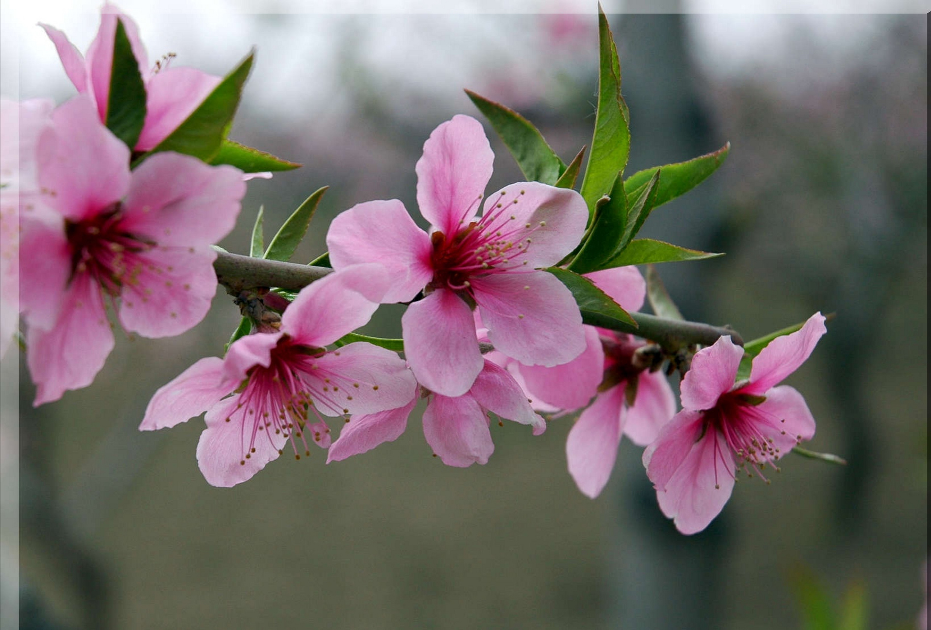 《桃花歌舞升平》  四方卦局:  木局:亥卯未 火局:寅午戌 金局:巳酉丑