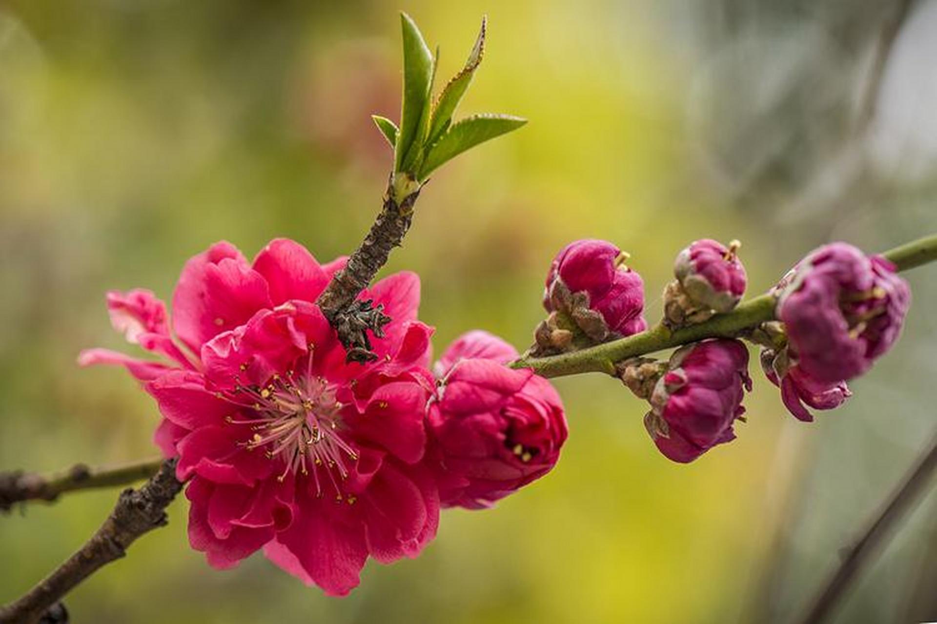 《桃花歌舞升平》  四方卦局:  木局:亥卯未 火局:寅午戌 金局:巳酉丑
