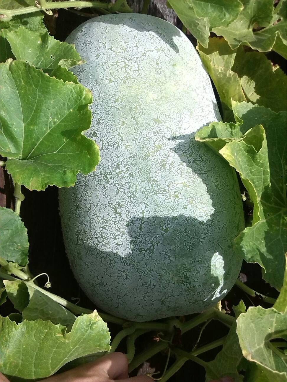 冬瓜,西瓜和南瓜是以什么命名的?