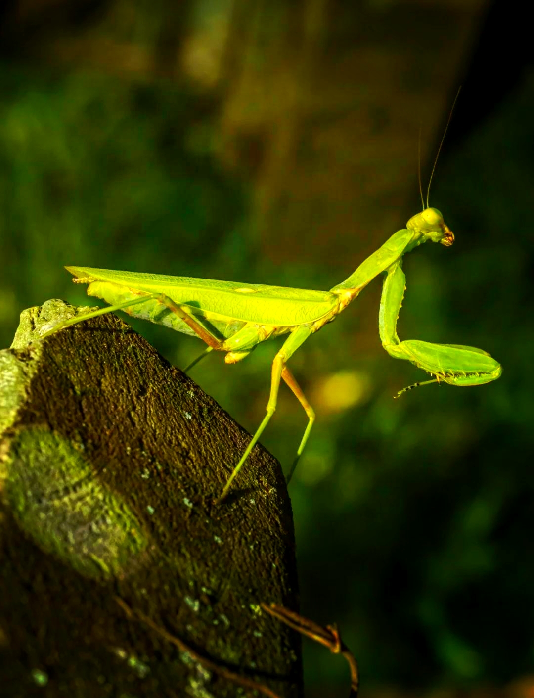 螳螂为什么吃寻常疣 螳螂为什么吃寻常疣