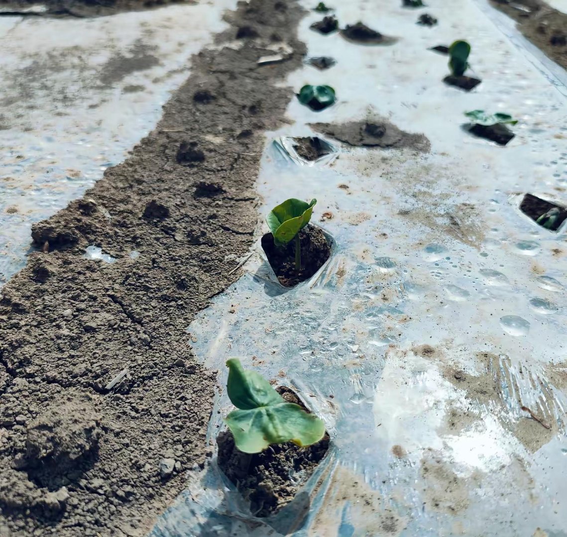 北疆今年春天冷得要命,雨还多,棉花种子出苗慢得像乌龟爬