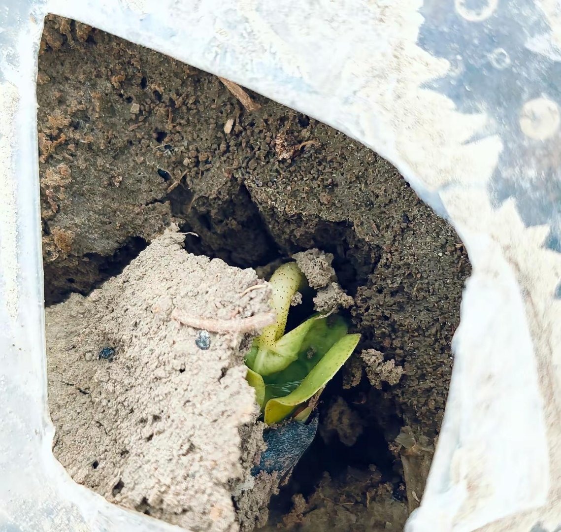 北疆今年春天冷得要命,雨还多,棉花种子出苗慢得像乌龟爬