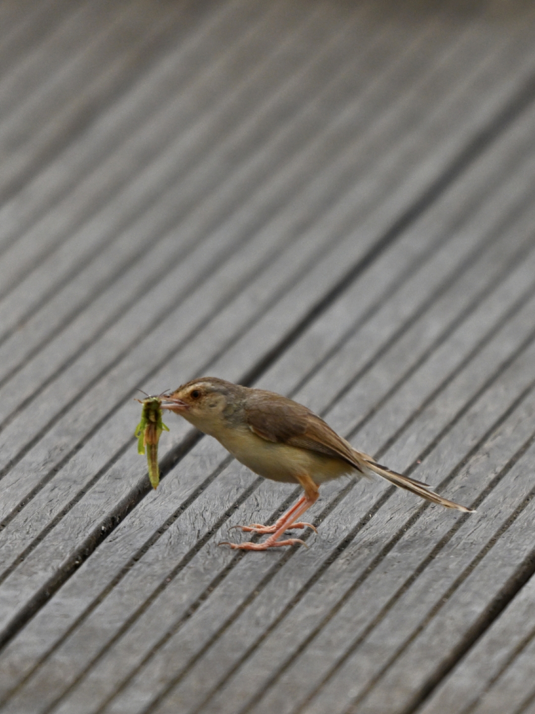 纯色山鹪莺抓到好东西了,美美的.