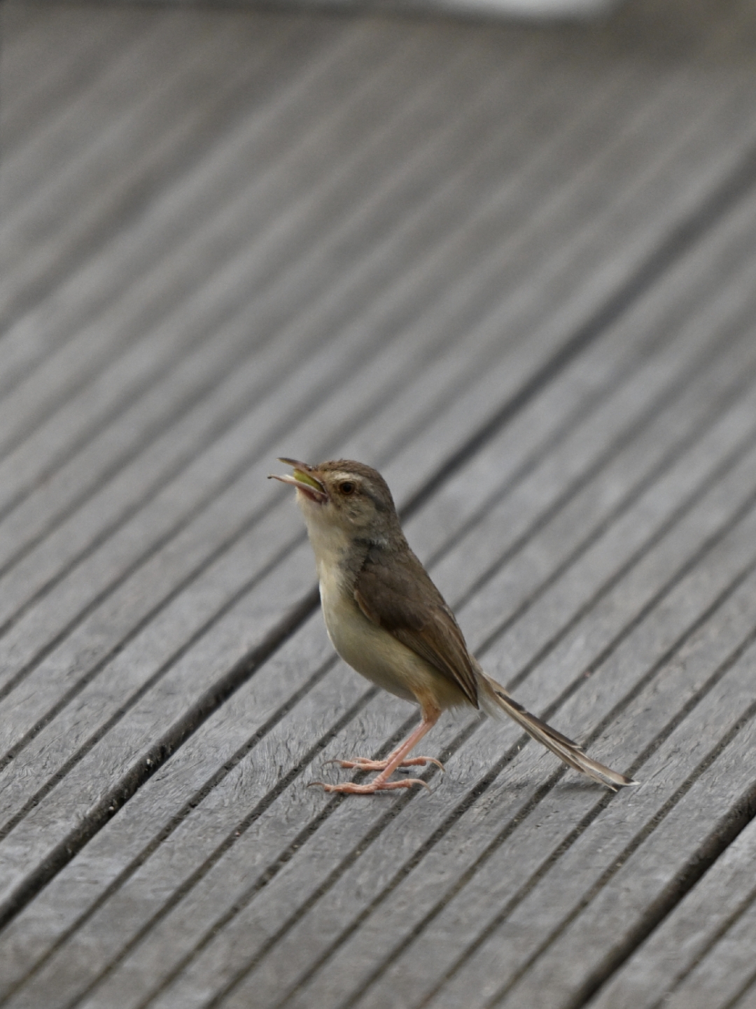 纯色山鹪莺抓到好东西了,美美的.